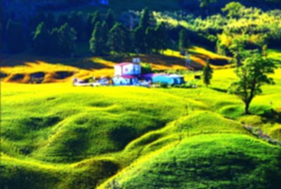 赤科山金針花海