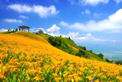 六十石山金針花海