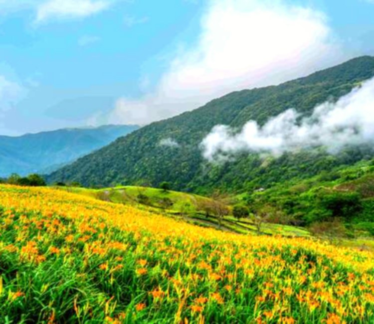太麻里金針山
